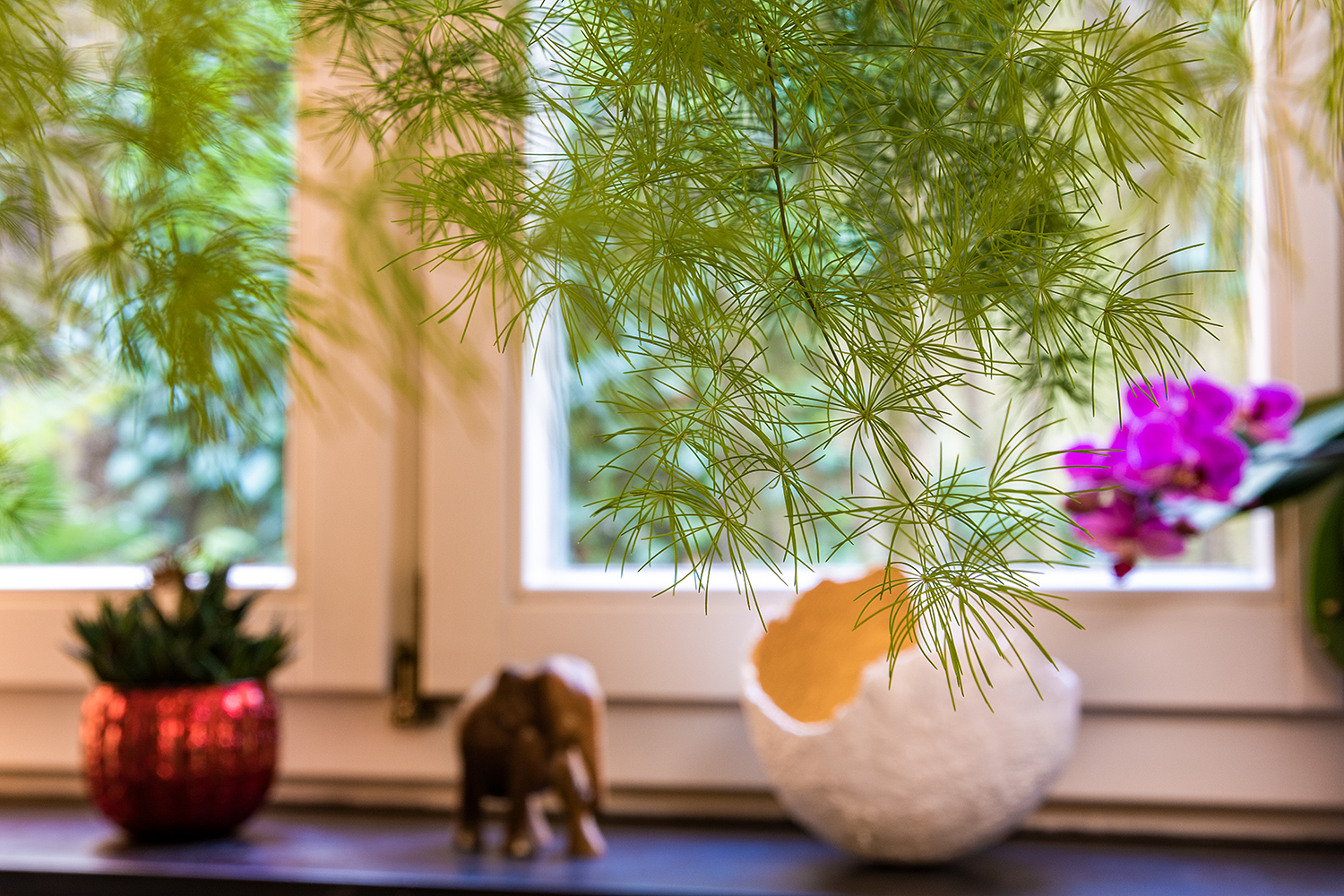 Nahaufnahme Pflanze Behandlungsraum